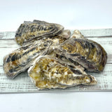 SAKOSHI Bay Sashimi Grade Frozen Oyster (pack of 6) Large